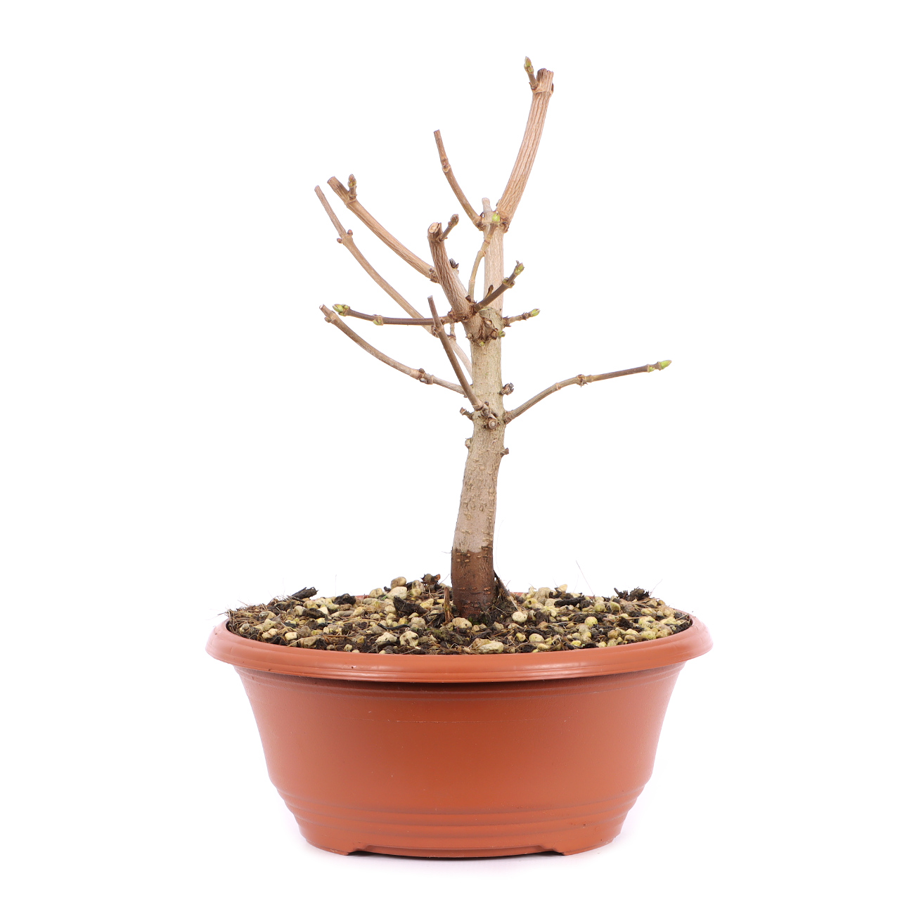 Seitenansicht rechts