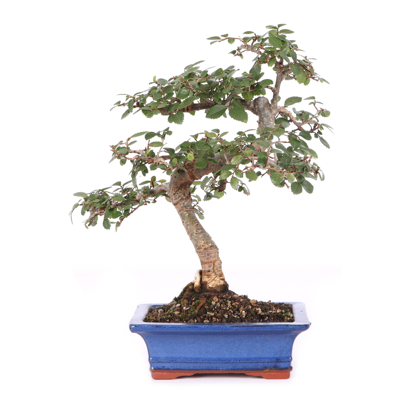 Ulmus parvifolia