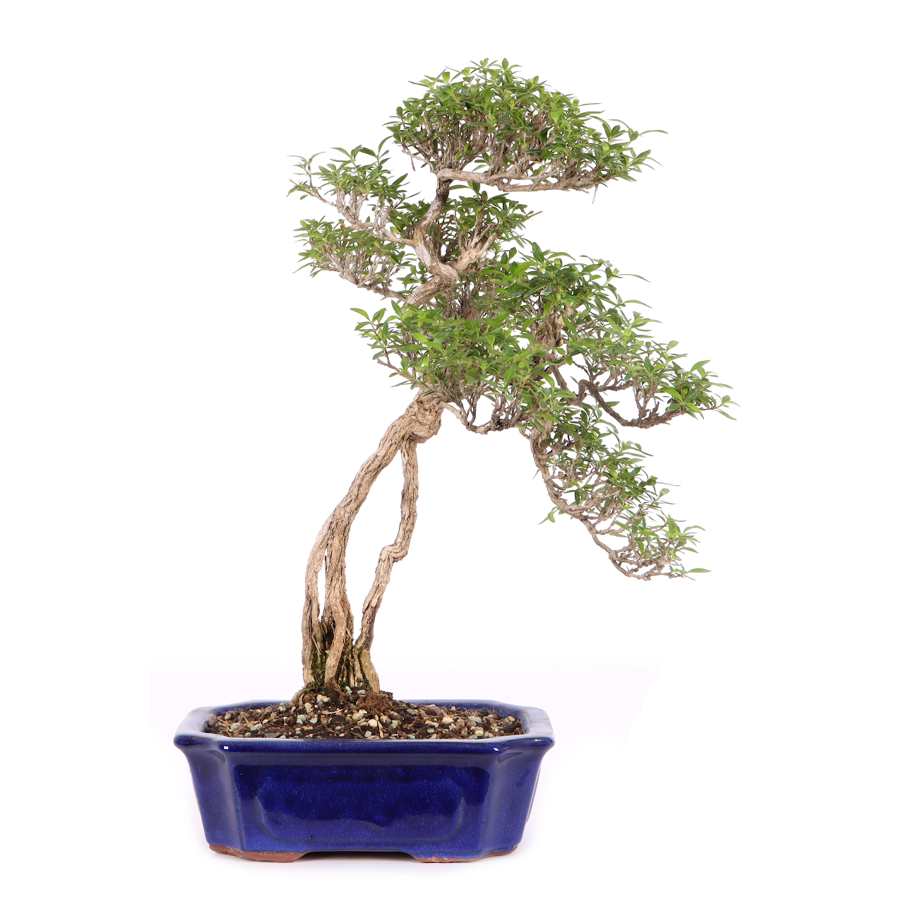 Serissa foetida