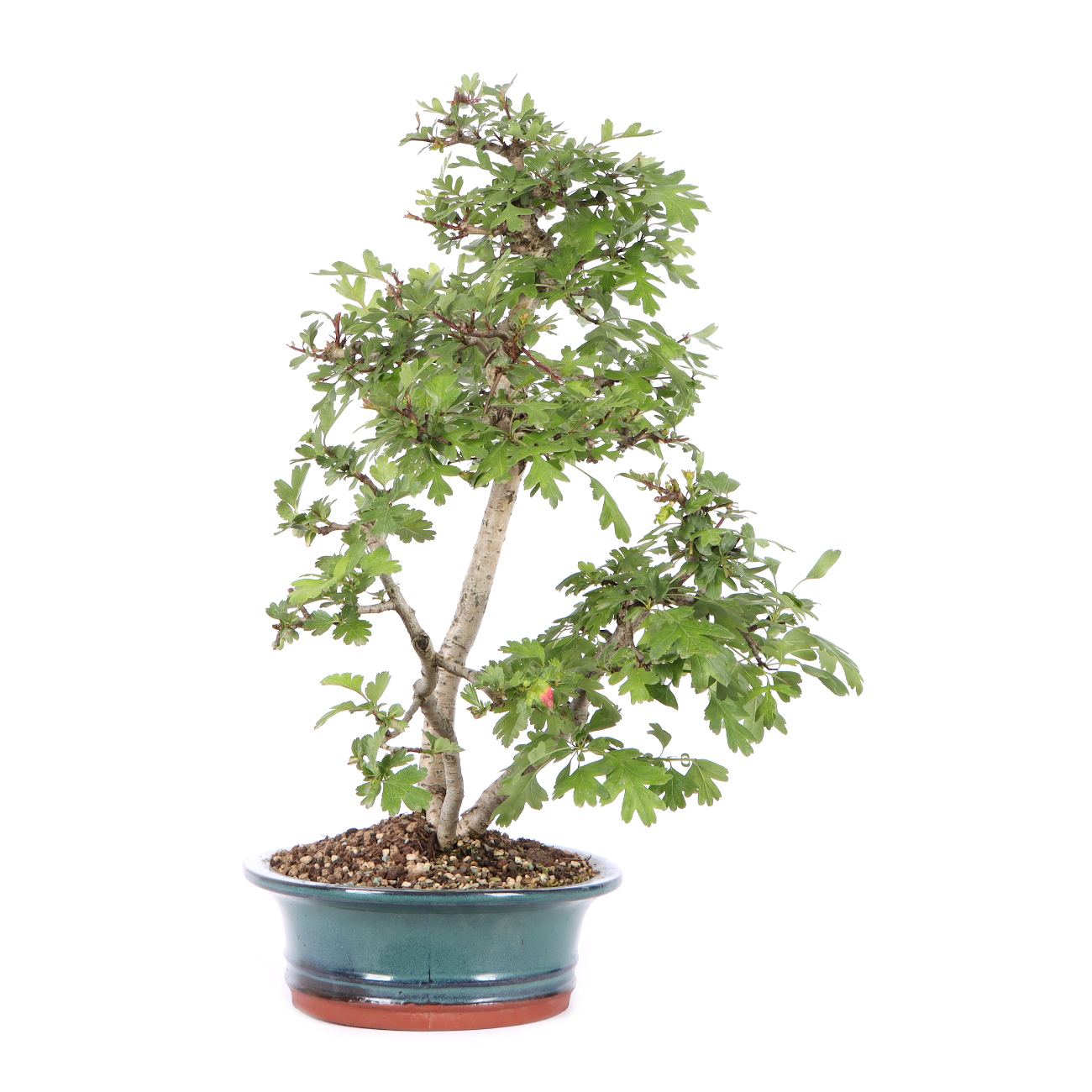 Seitenansicht rechts