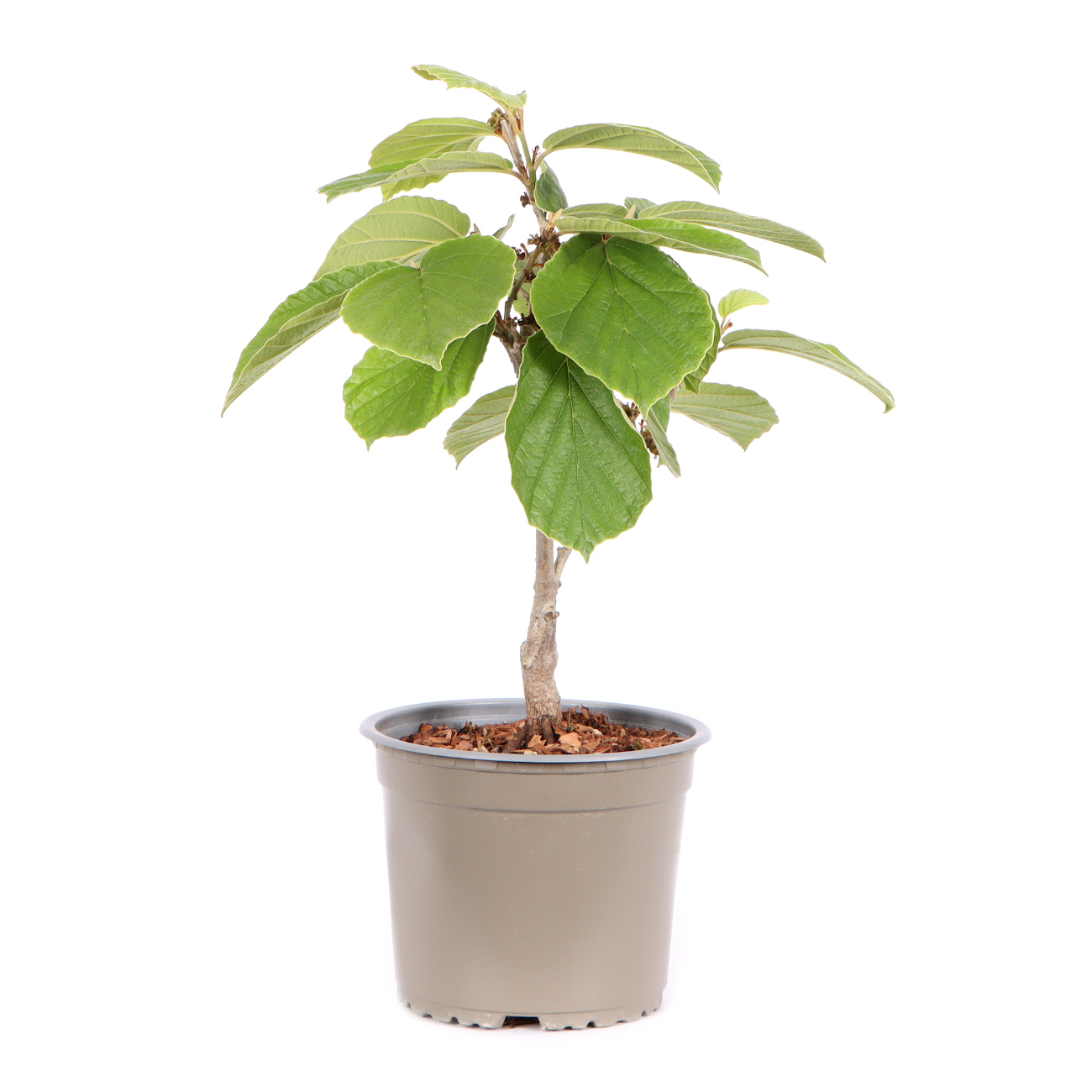 Seitenansicht rechts