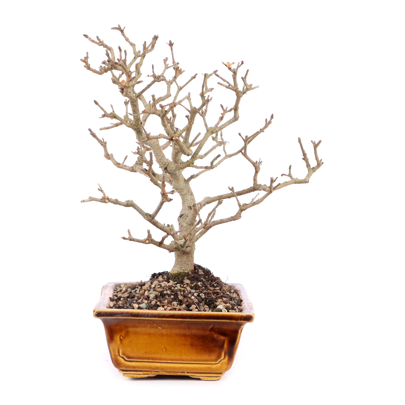 Seitenansicht rechts