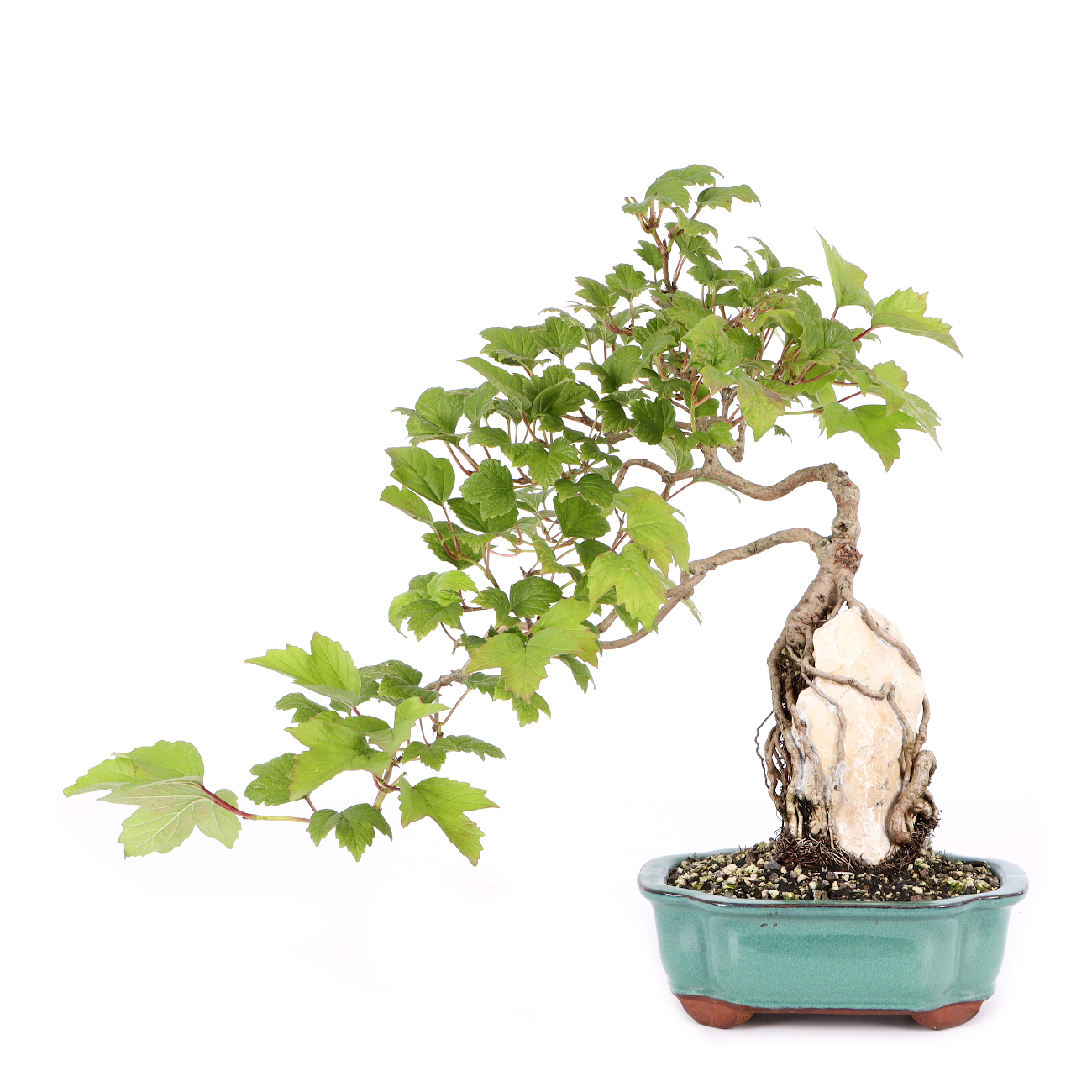 Viburnum opulus