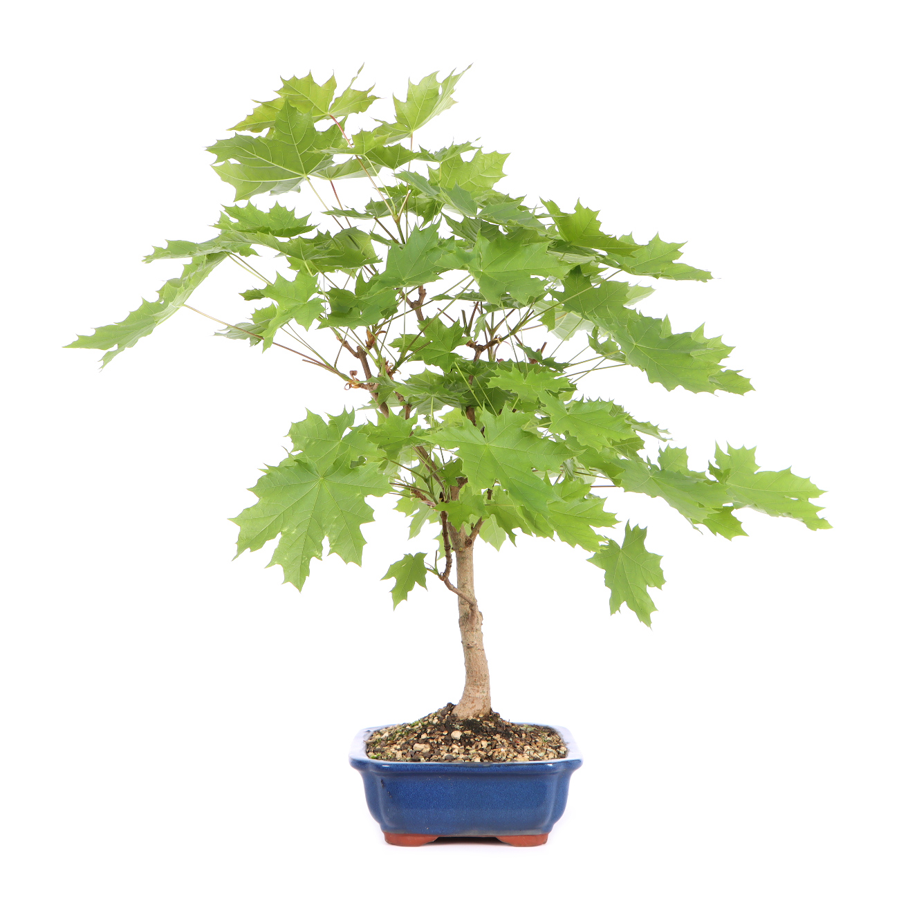 Seitenansicht rechts