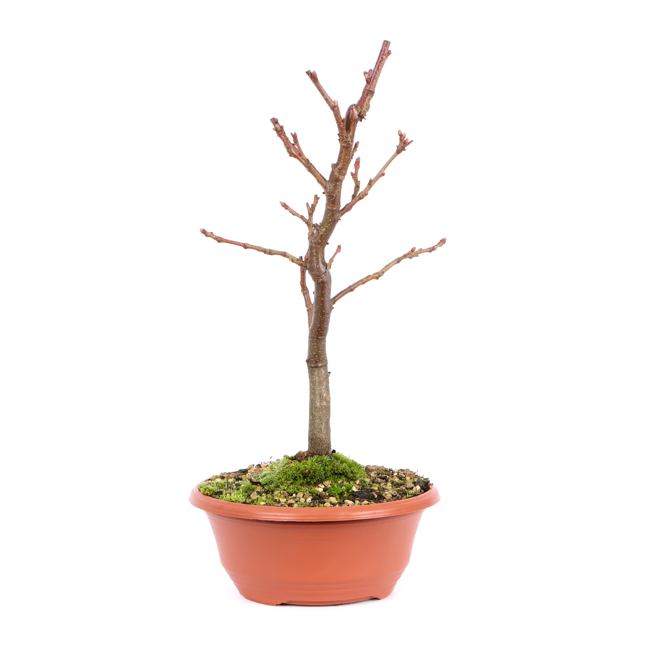 Seitenansicht rechts