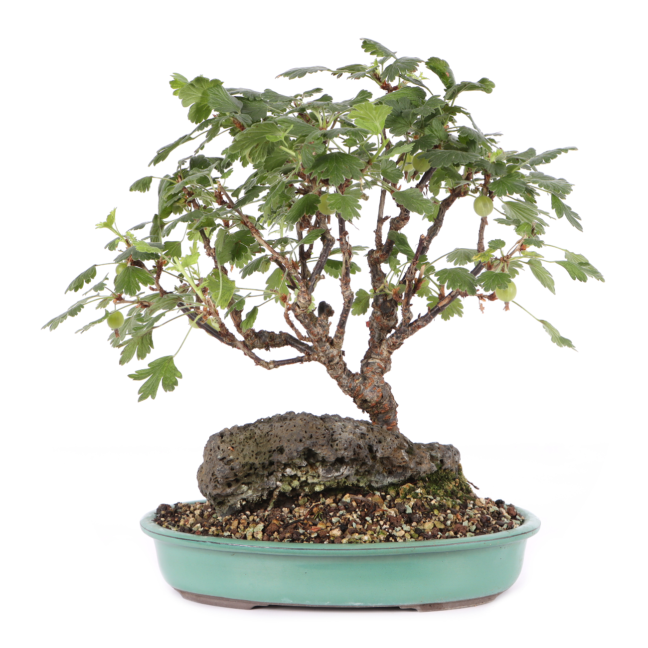 Ribes uva crispa