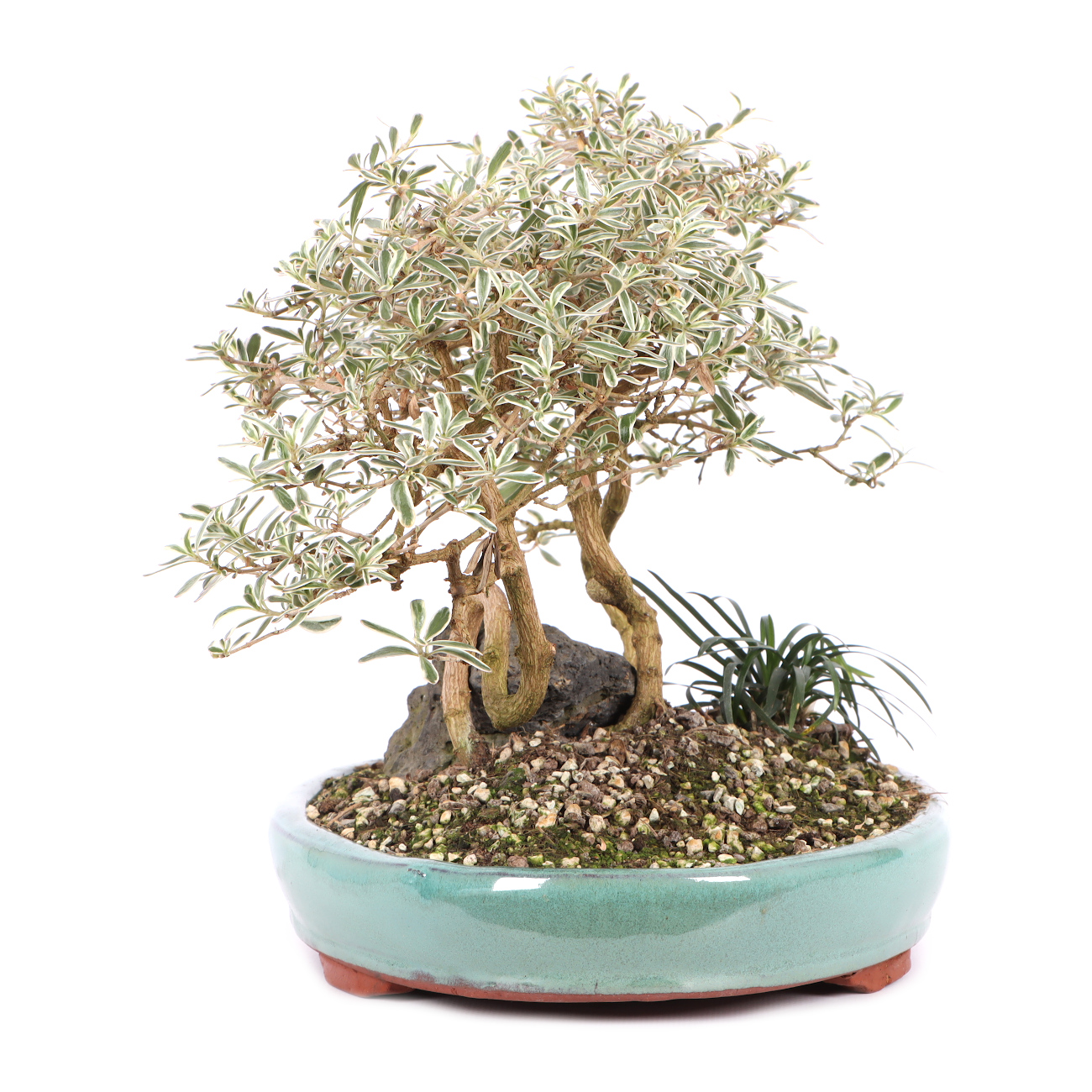 Coprosma x kirkii 'Variegata'