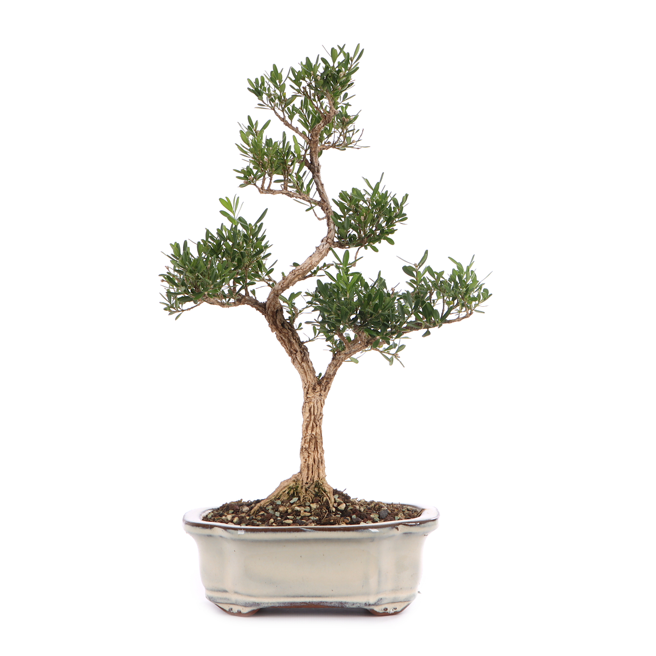 Buxus sinica var. sinica