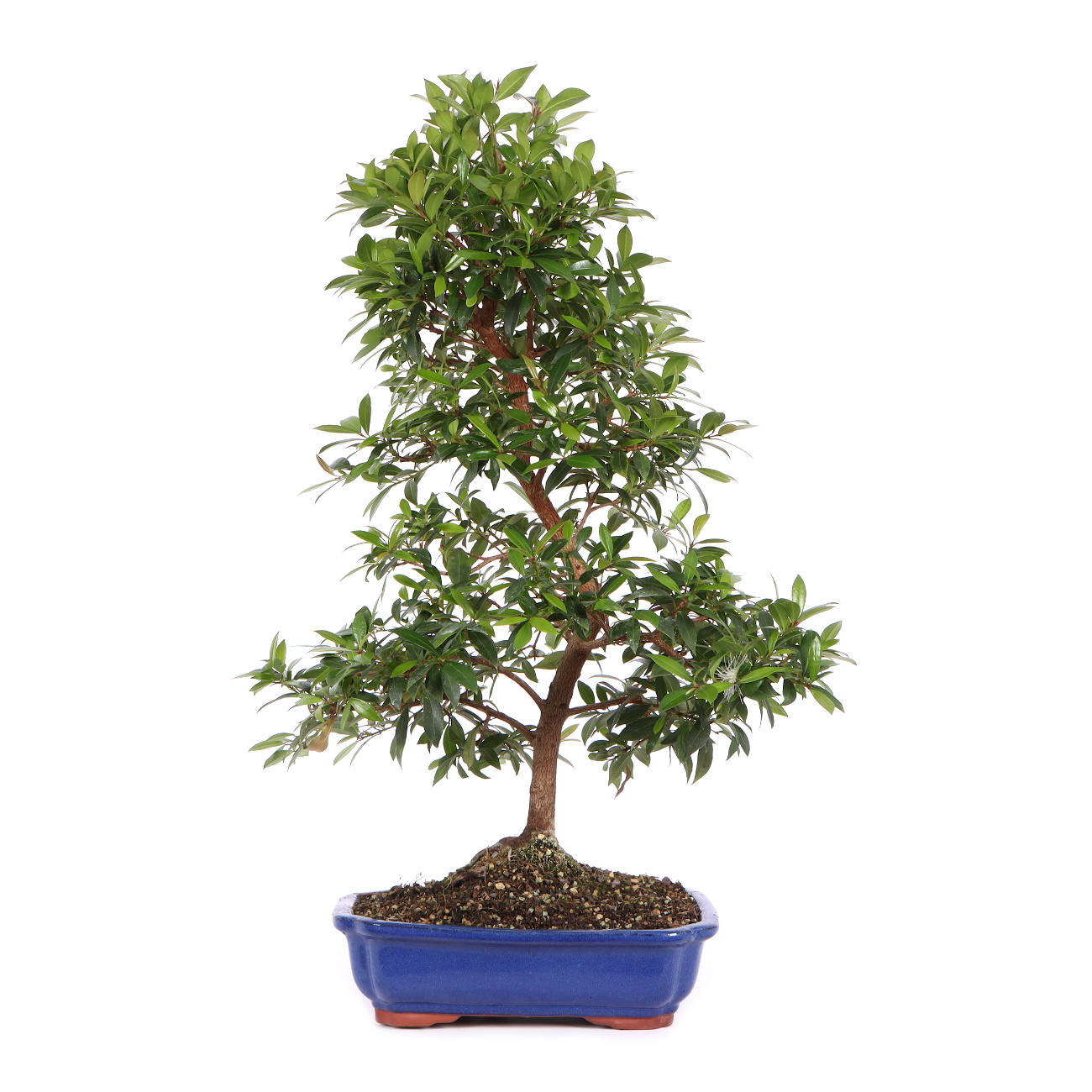 Syzygium Paniculatum 1195 K 25 3372 syzygium-paniculatum-1195-k-25-3372