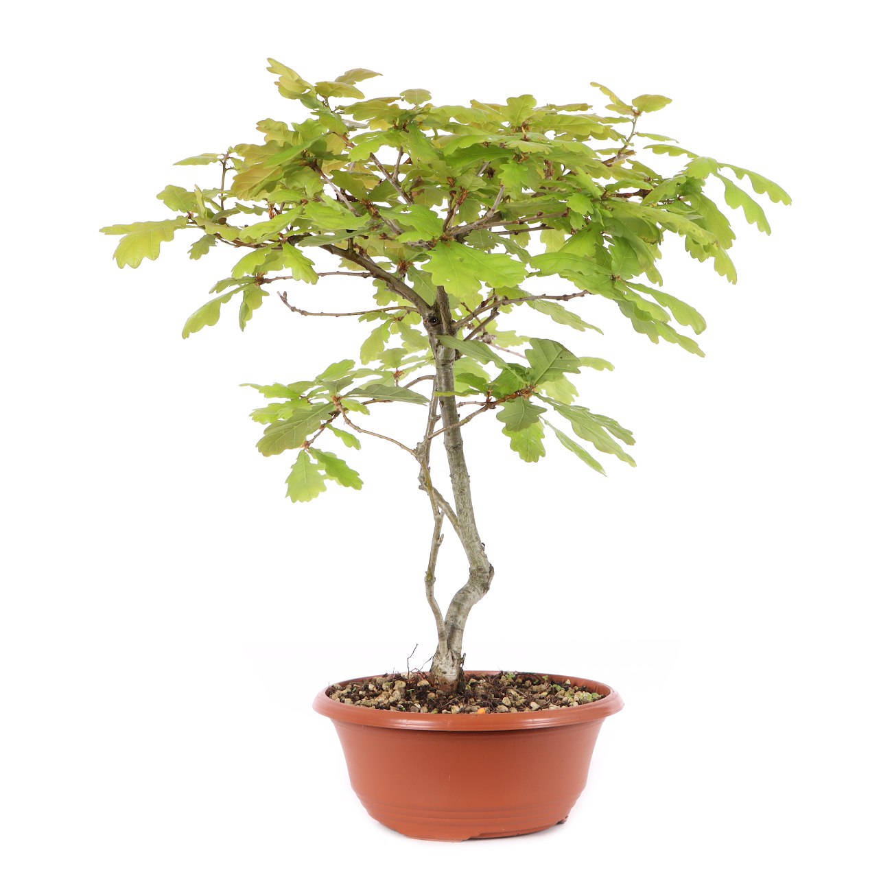 Quercus robur