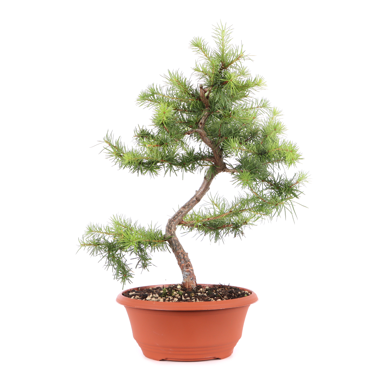 Larix kaempferi