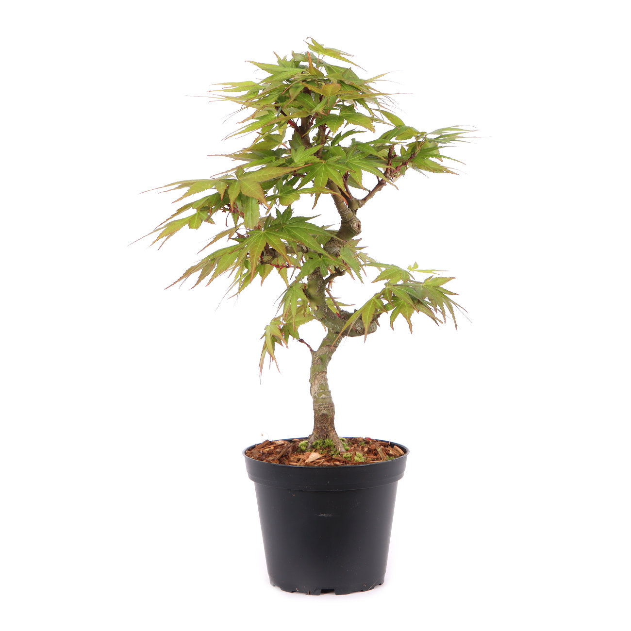 Acer palmatum 'Mikawa Yatsubusa'