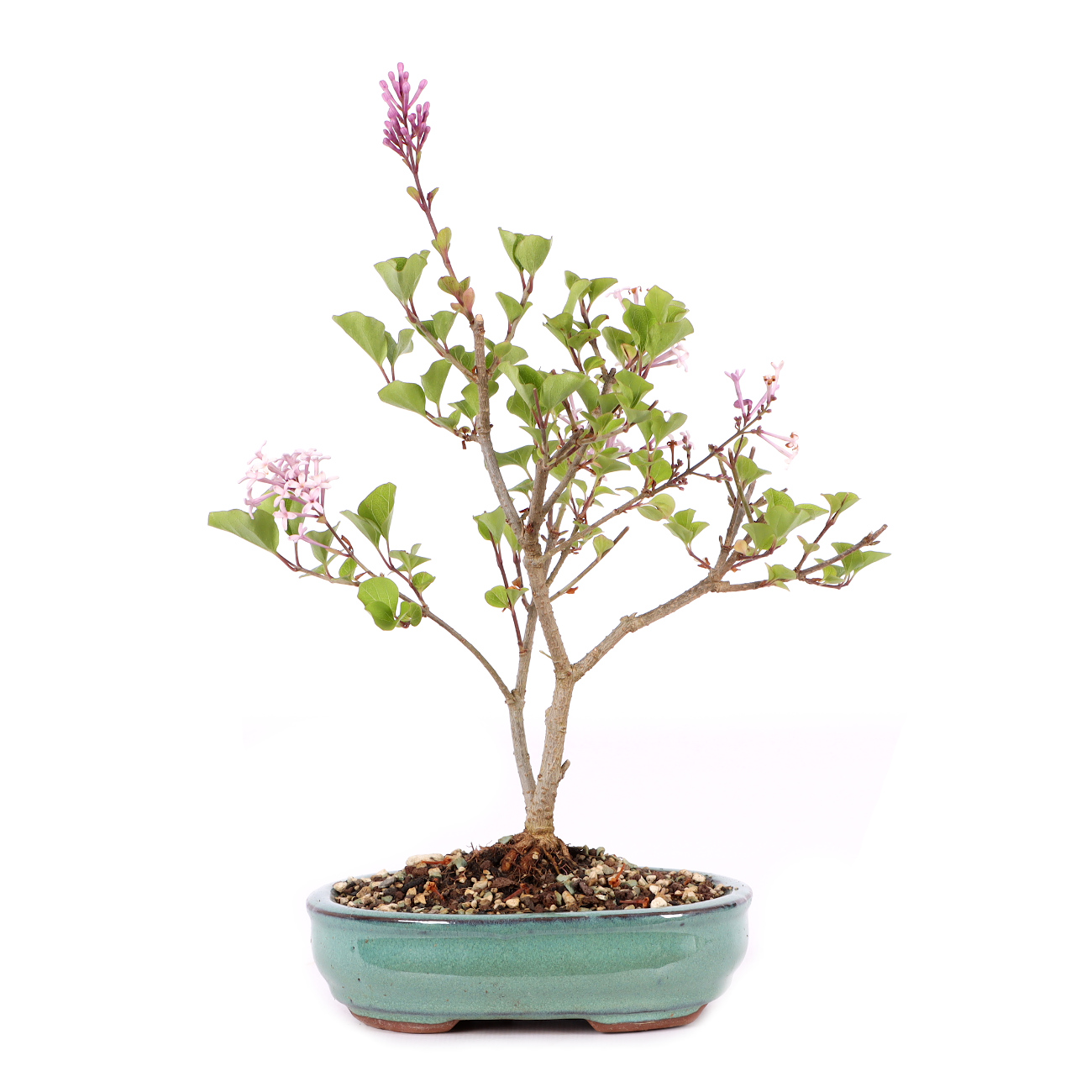 Syringa meyeri 'Palibin'