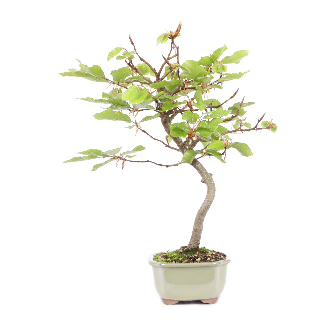 Seitenansicht rechts