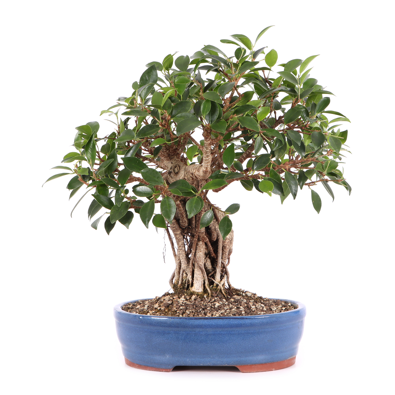 Ficus microcarpa 'Tiger Bark'