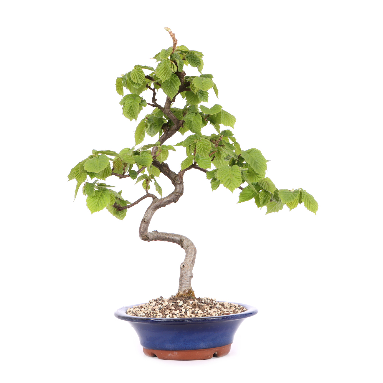 Corylus avellana