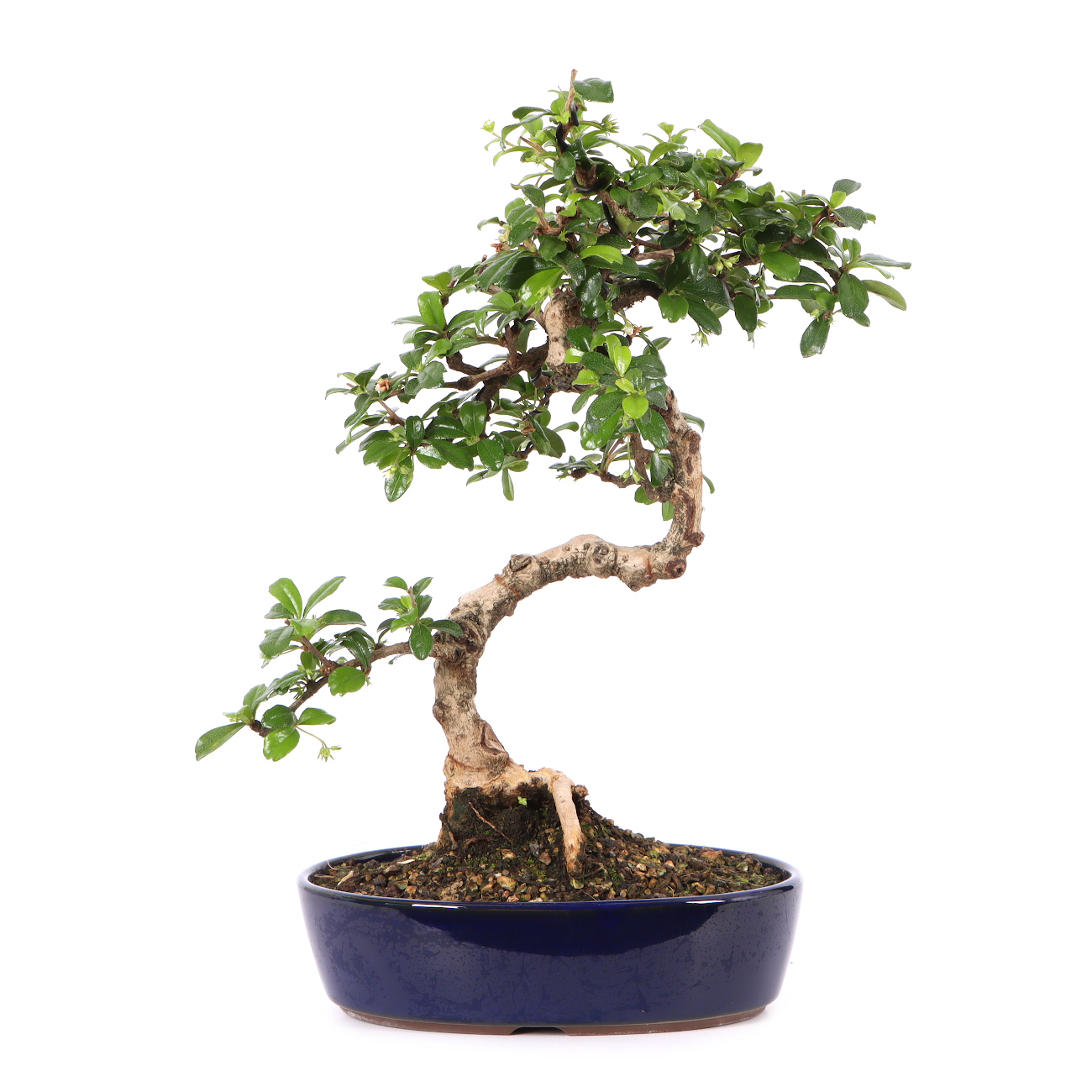 Carmona microphylla