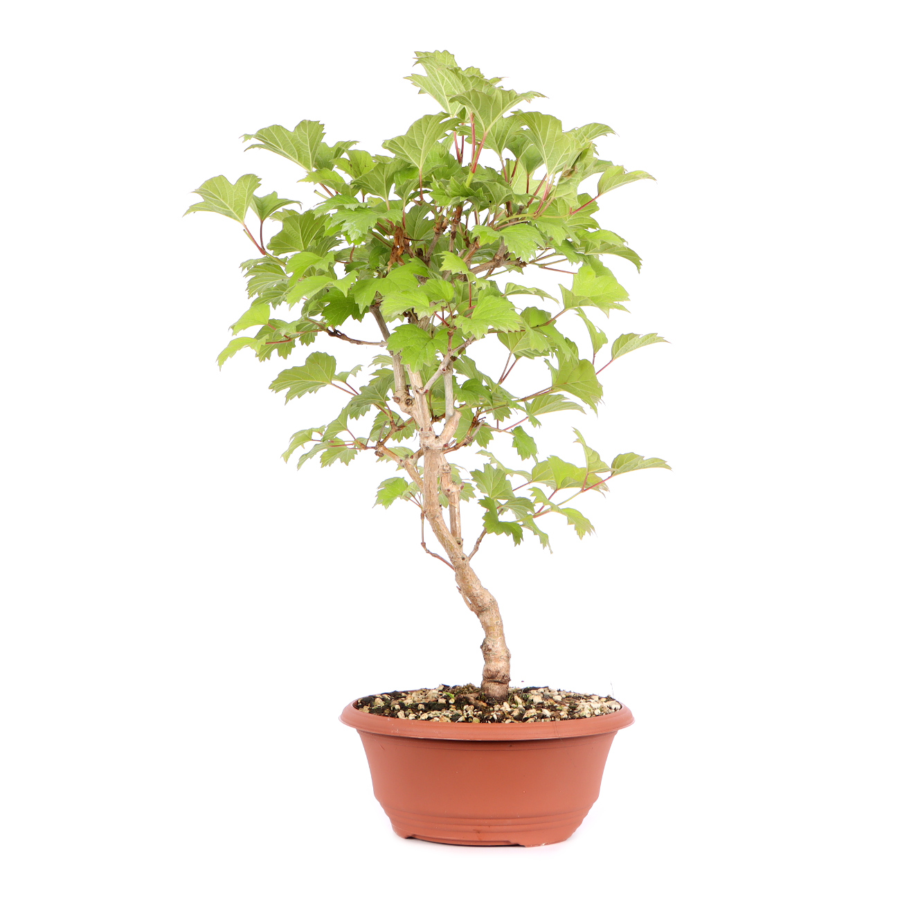 Seitenansicht rechts