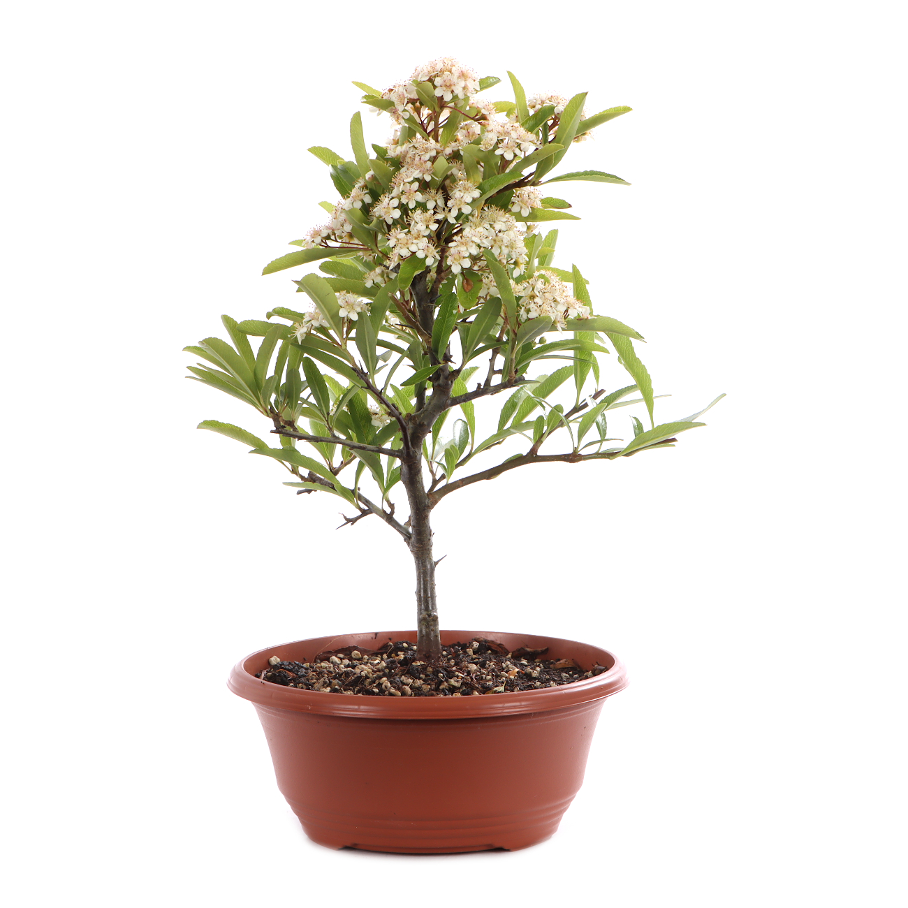Pyracantha angustifolia
