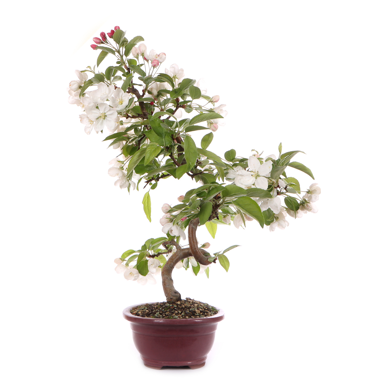 Seitenansicht rechts