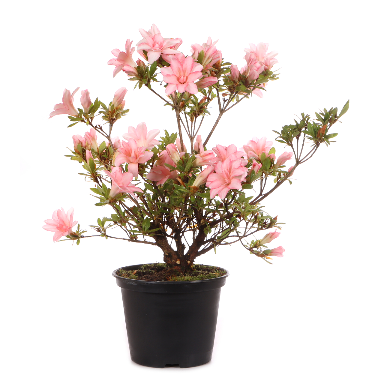 Rhododendron indicum 'Hotaru'
