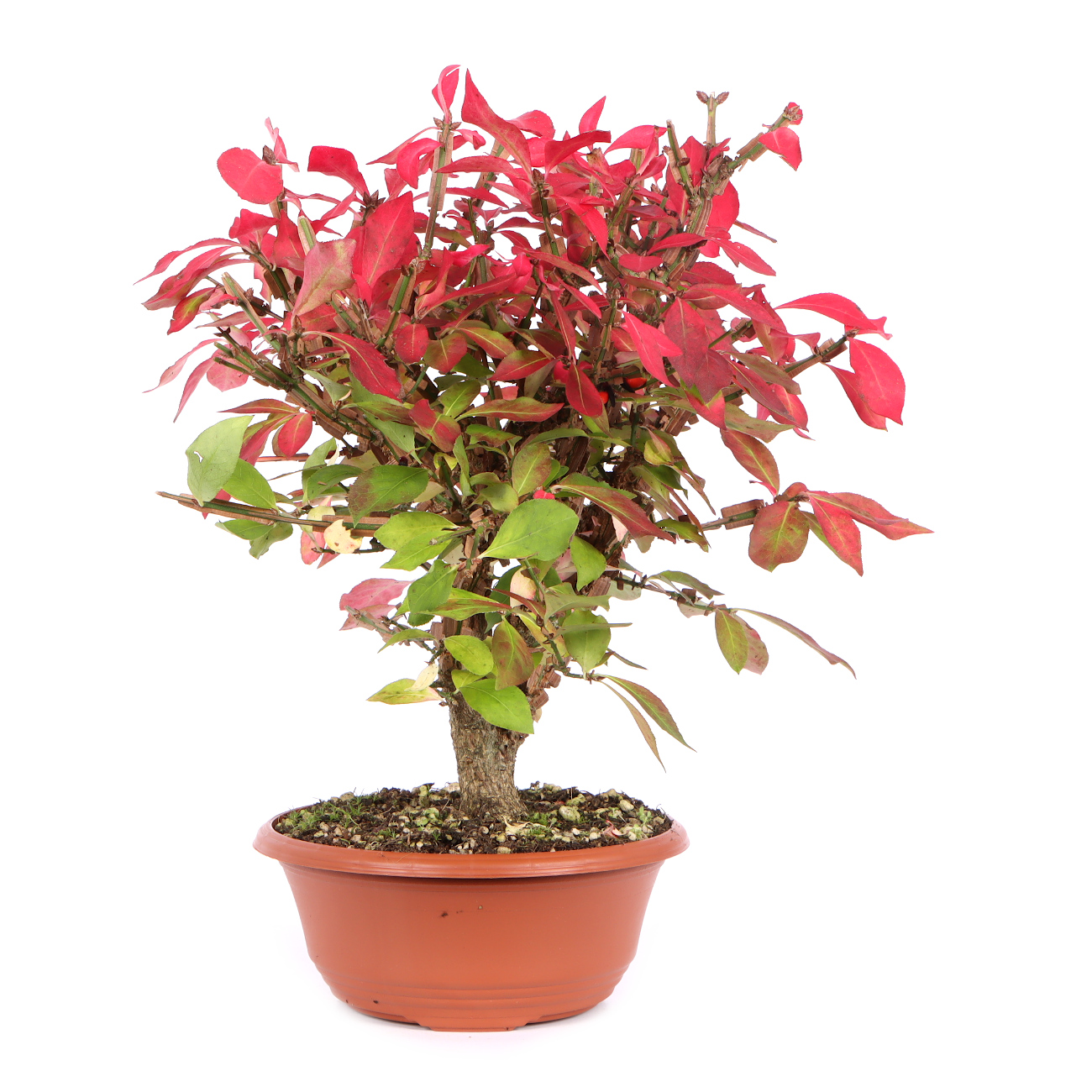 Seitenansicht rechts