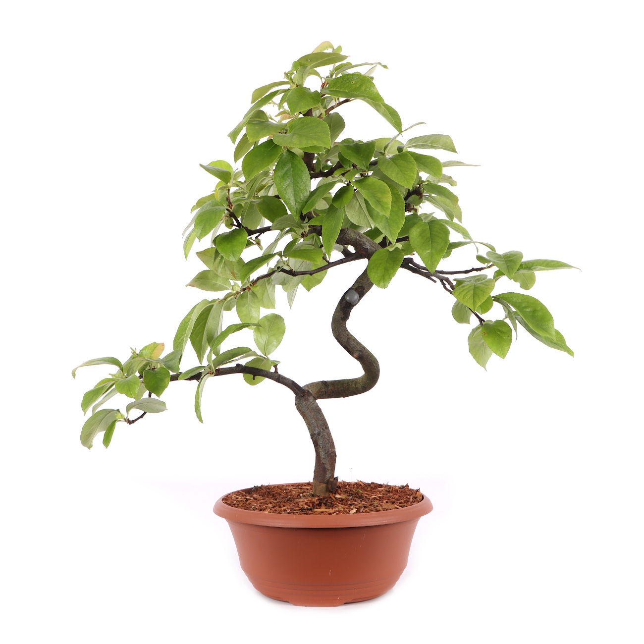 Pseudocydonia sinensis