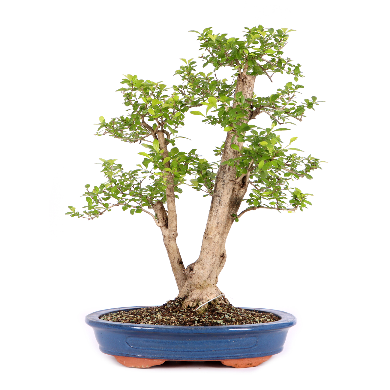 Duranta erecta