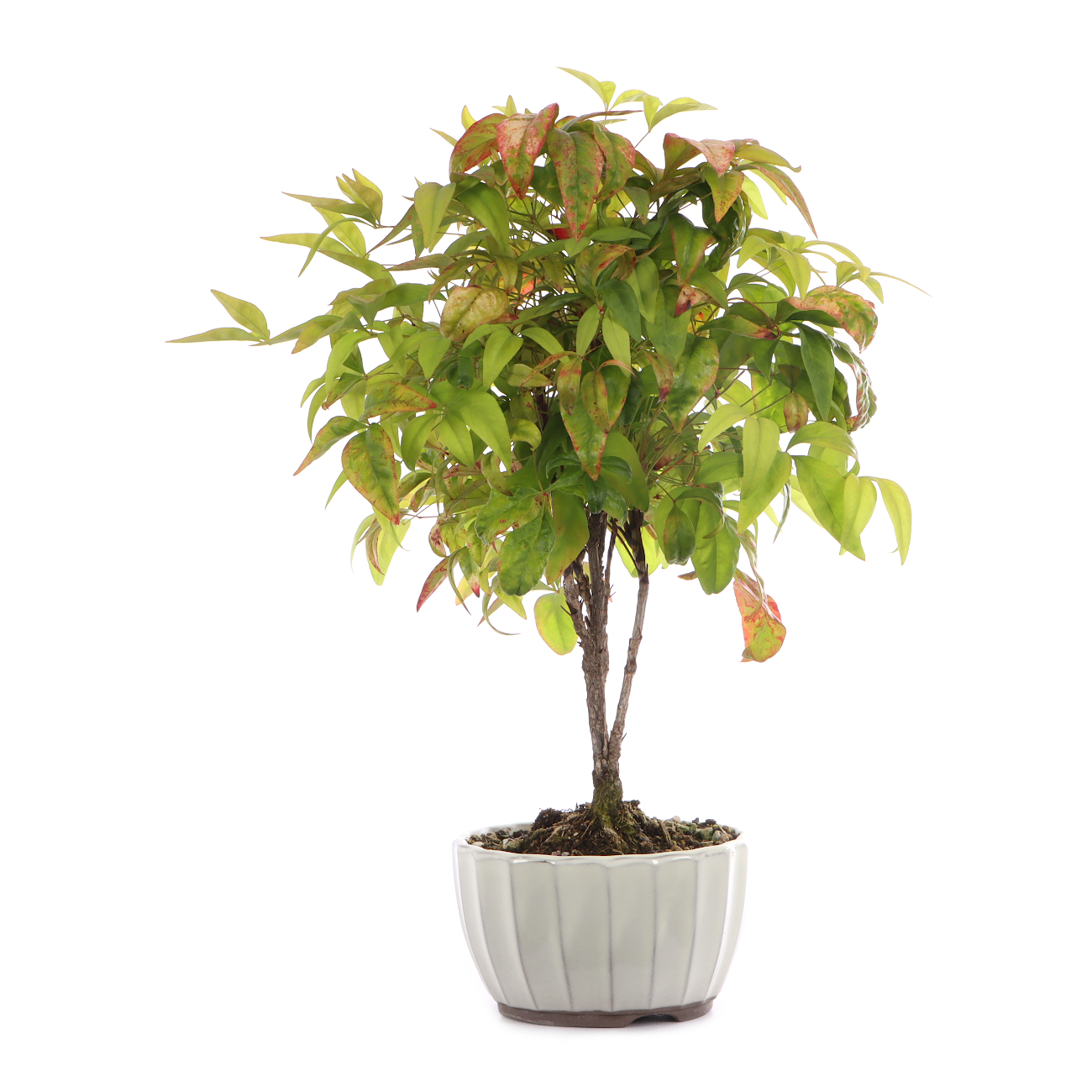 Nandina domestica 'Fire Power'