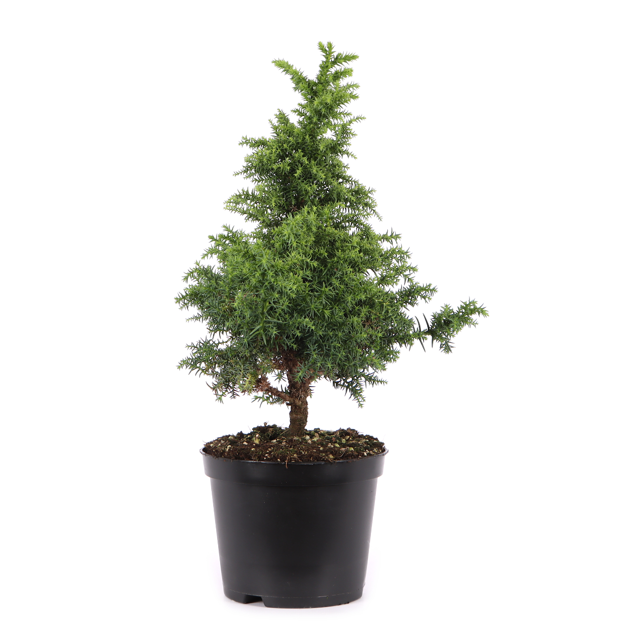 Cryptomeria japonica 'Yokohama'