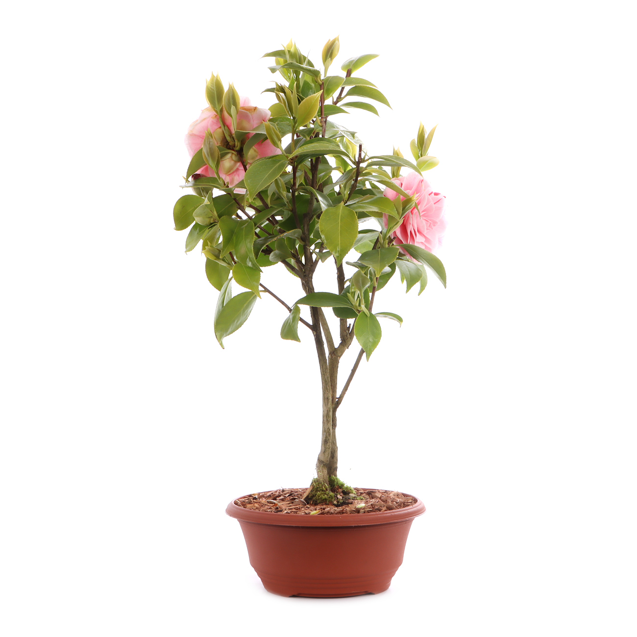 Camellia japonica 'Bonomiana'