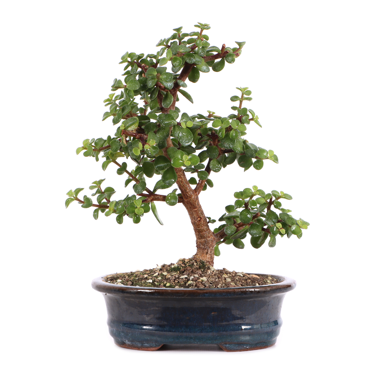 Portulacaria afra