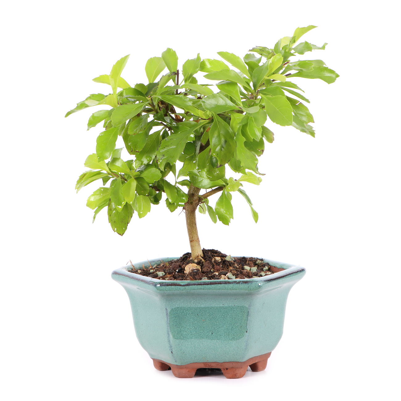 Duranta erecta