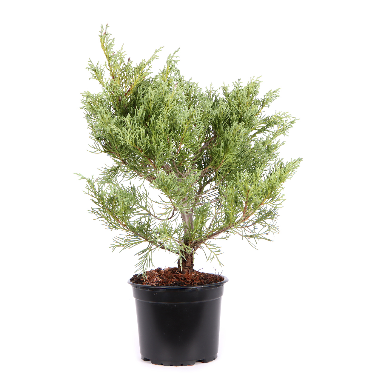 Seitenansicht rechts