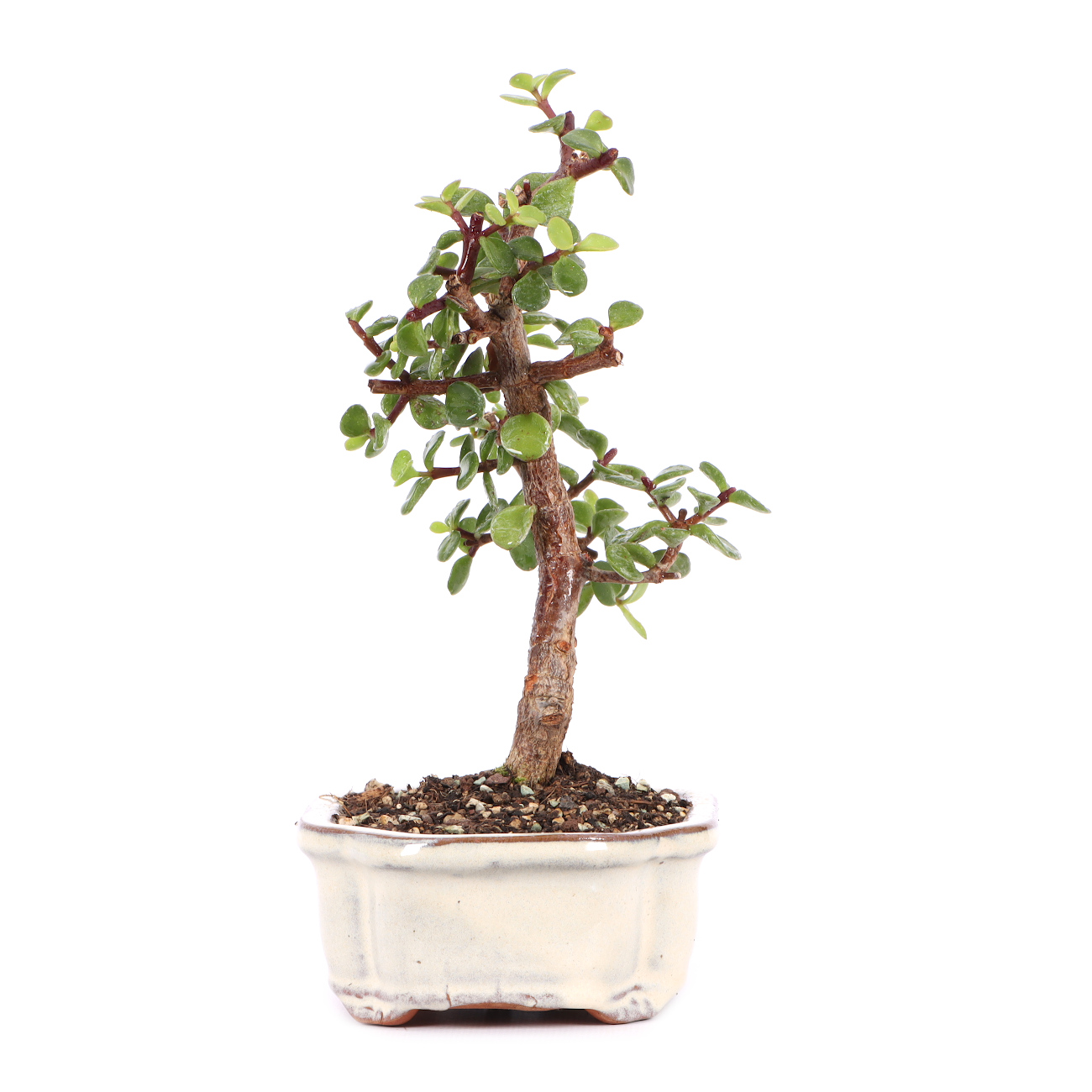 Portulacaria afra