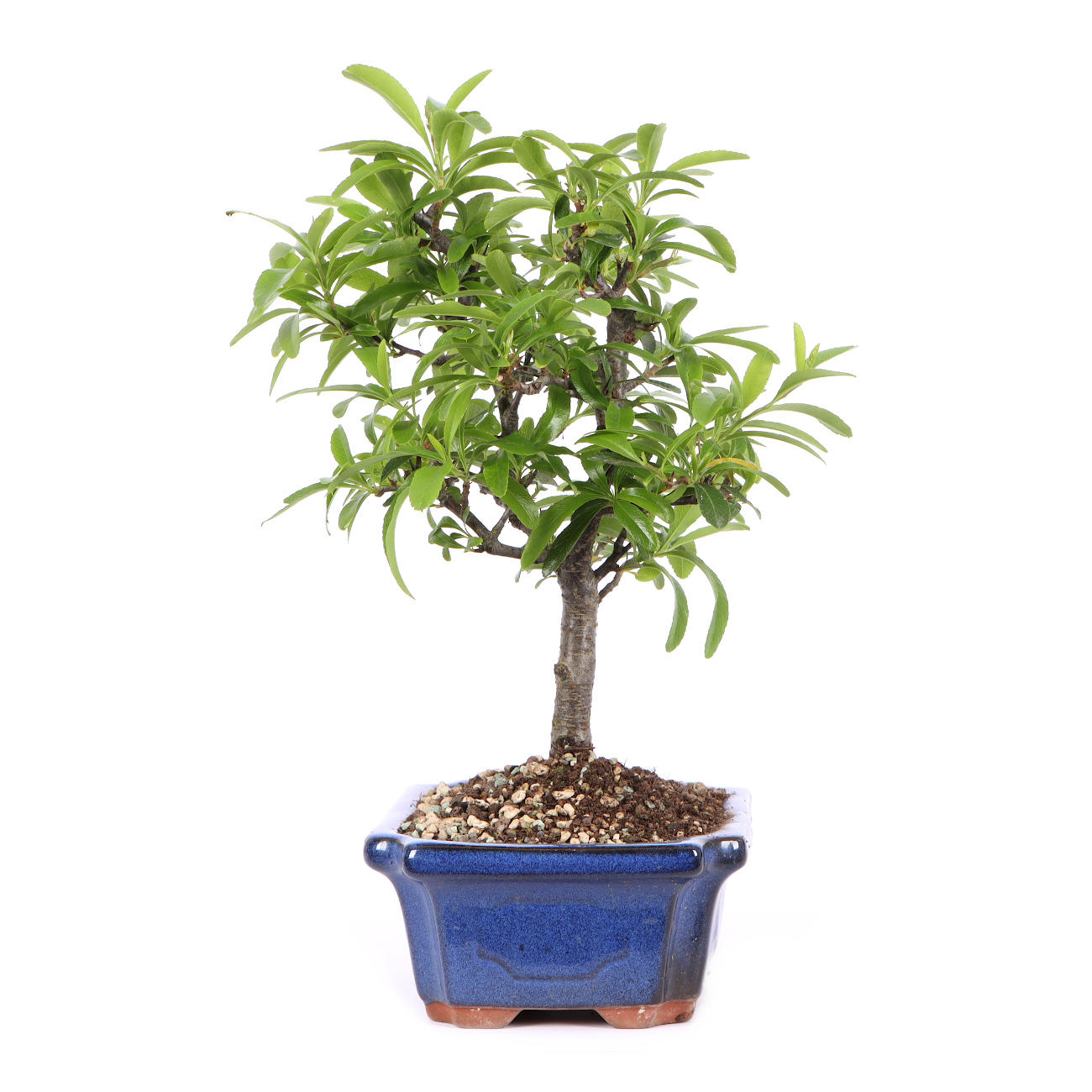 Seitenansicht rechts