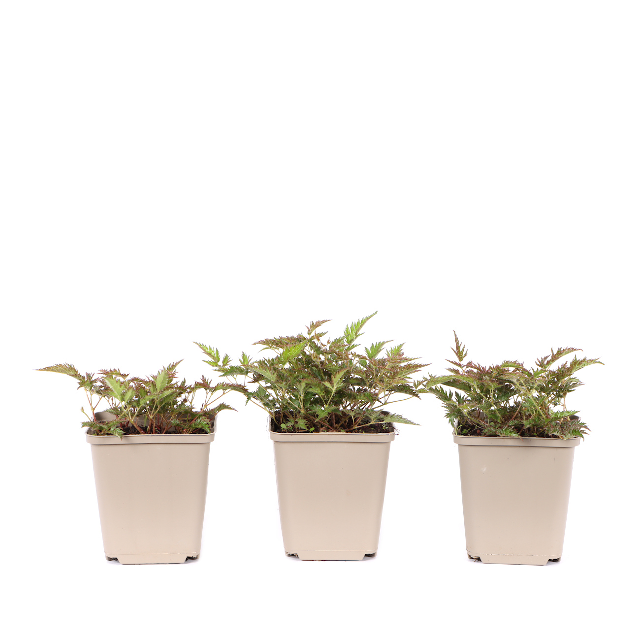 Astilbe simplicifolia 'Bronce Elegans'