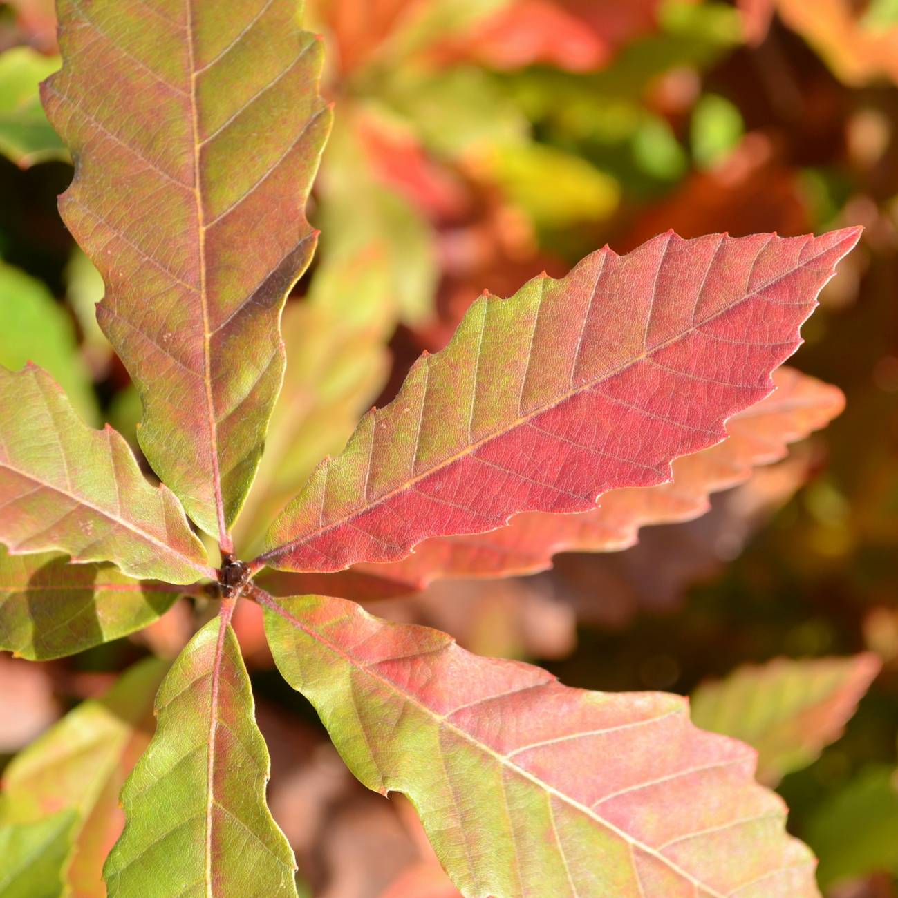 Herbstlaub