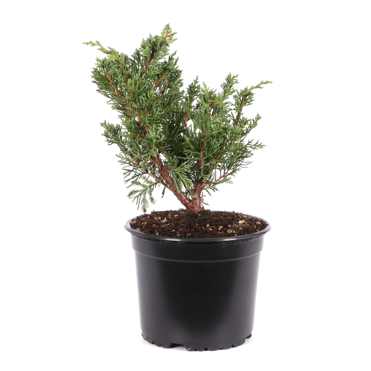 Juniperus chinensis ‘Blaauw‘