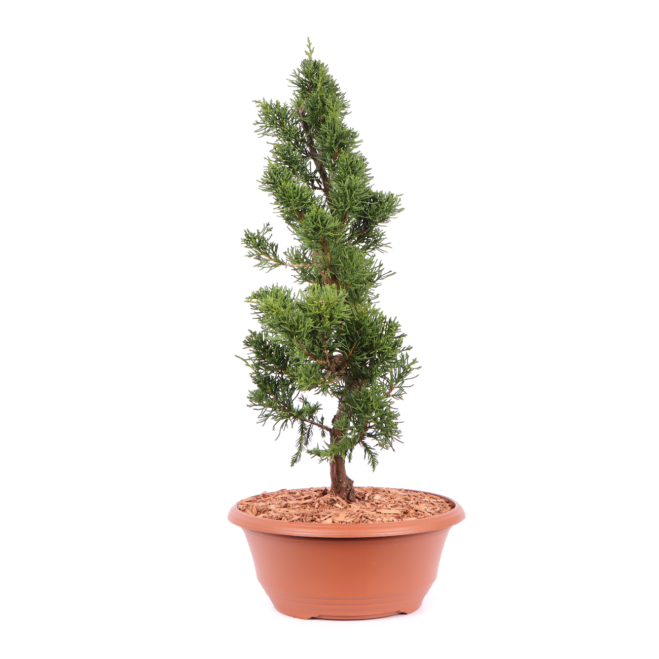 Seitenansicht rechts