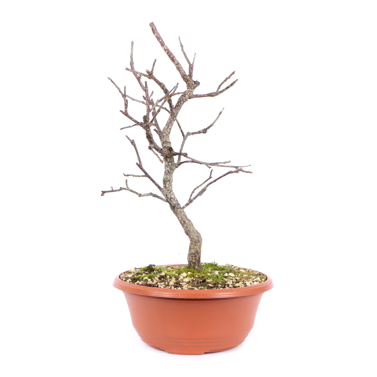 Seitenansicht rechts