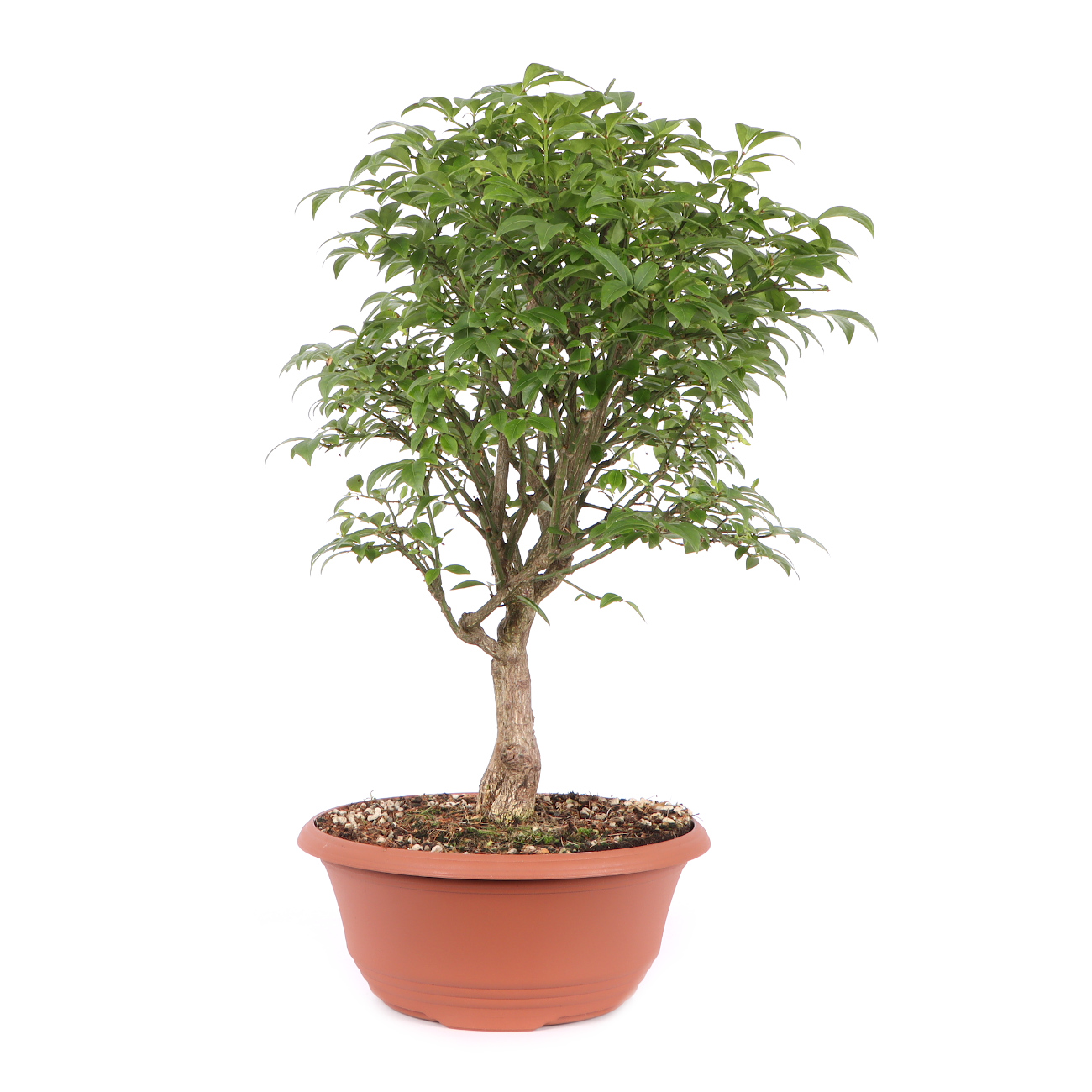 Seitenansicht rechts