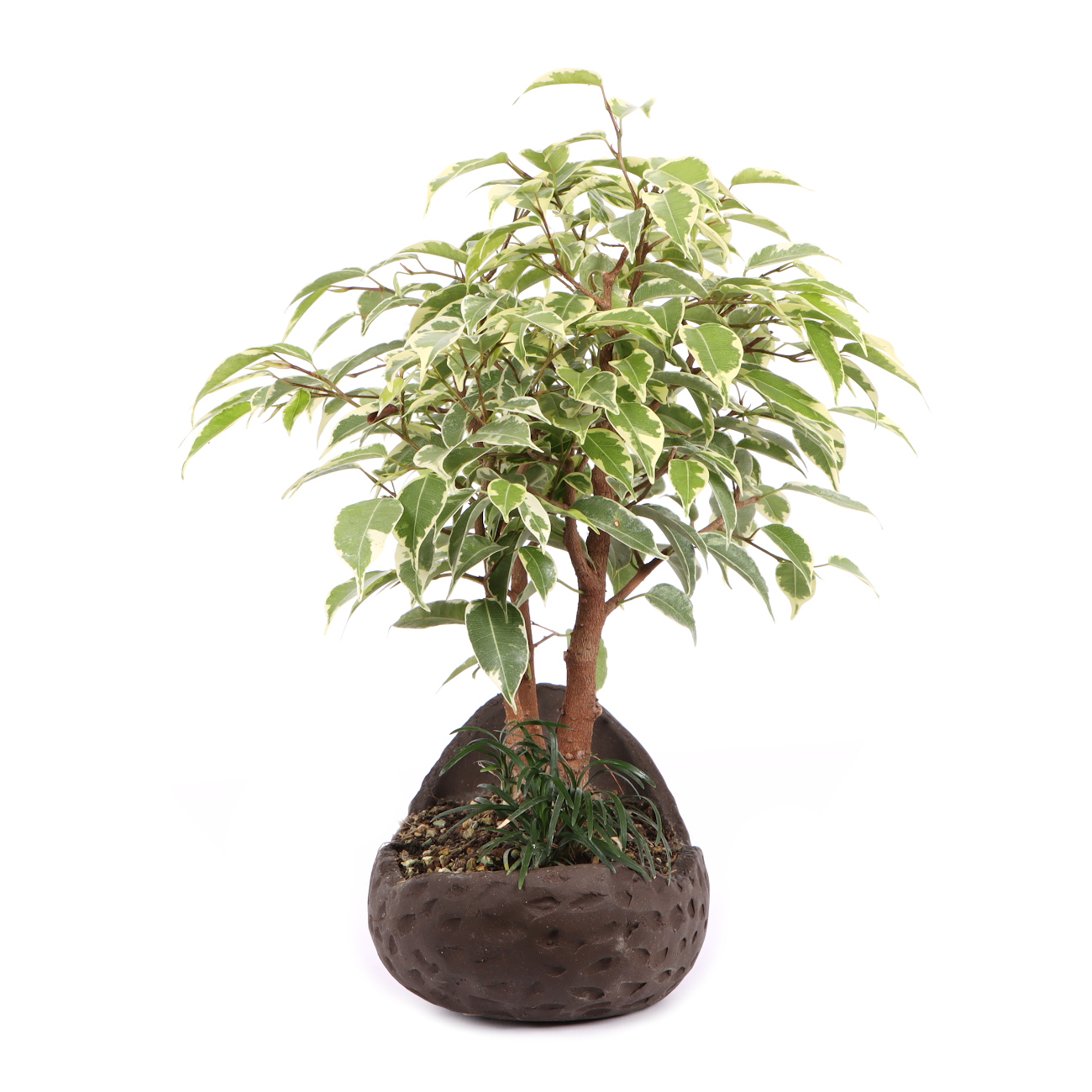 Seitenansicht rechts