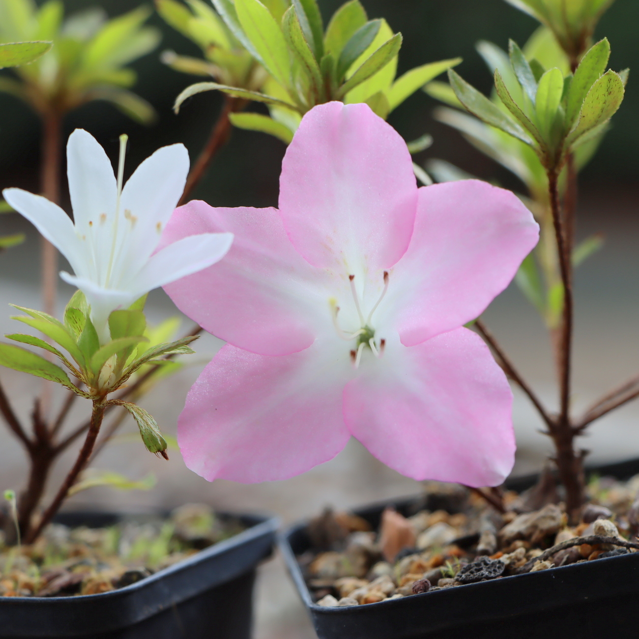 Blüte