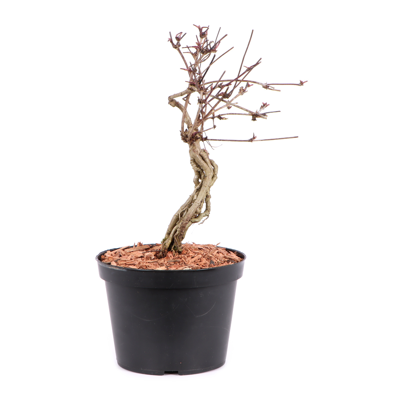 Seitenansicht rechts