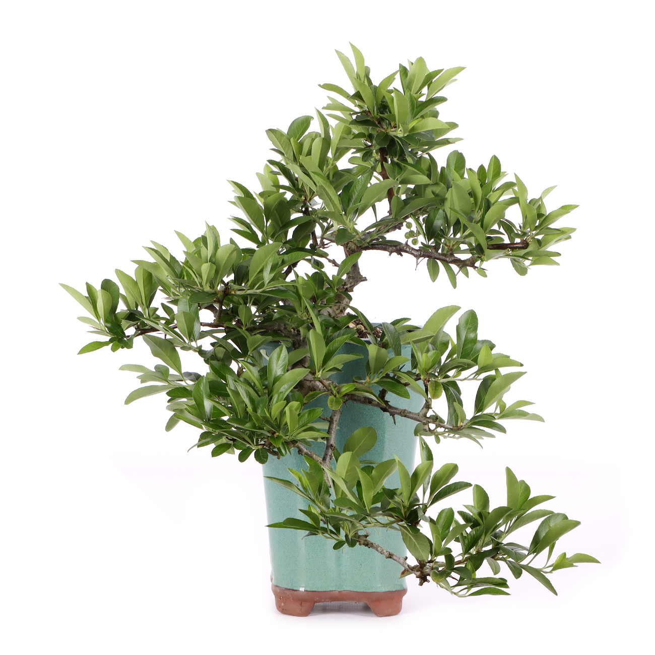 Pyracantha coccinea 'Orange Glow'