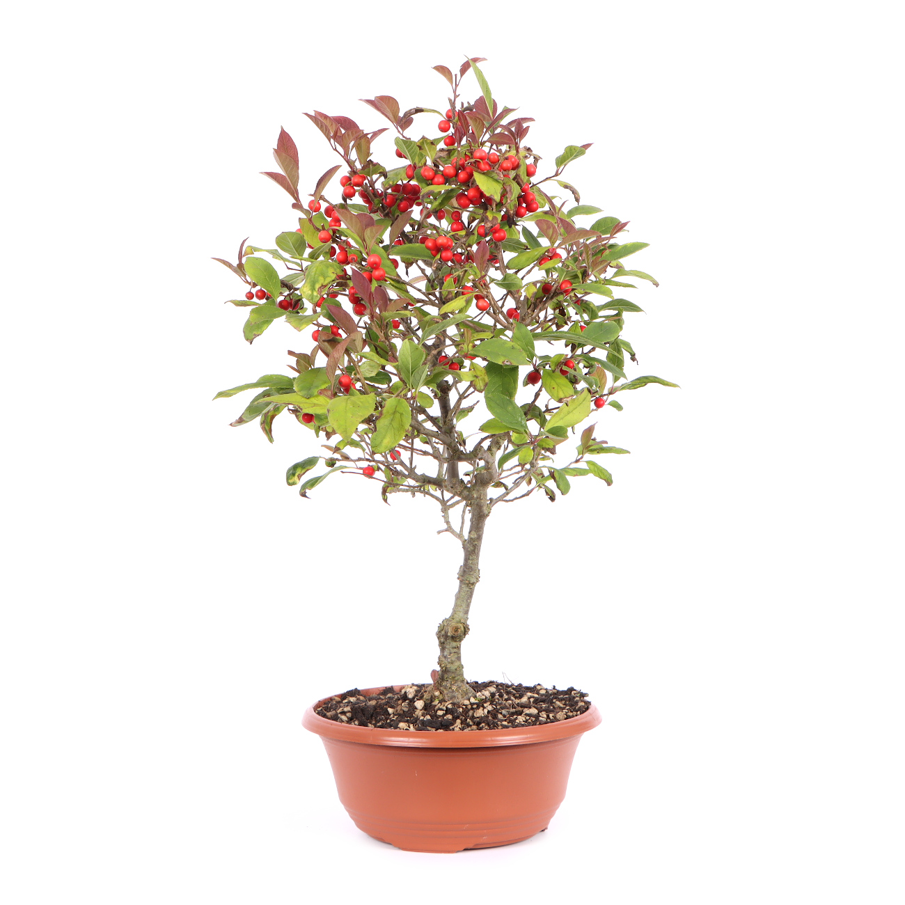 Seitenansicht rechts