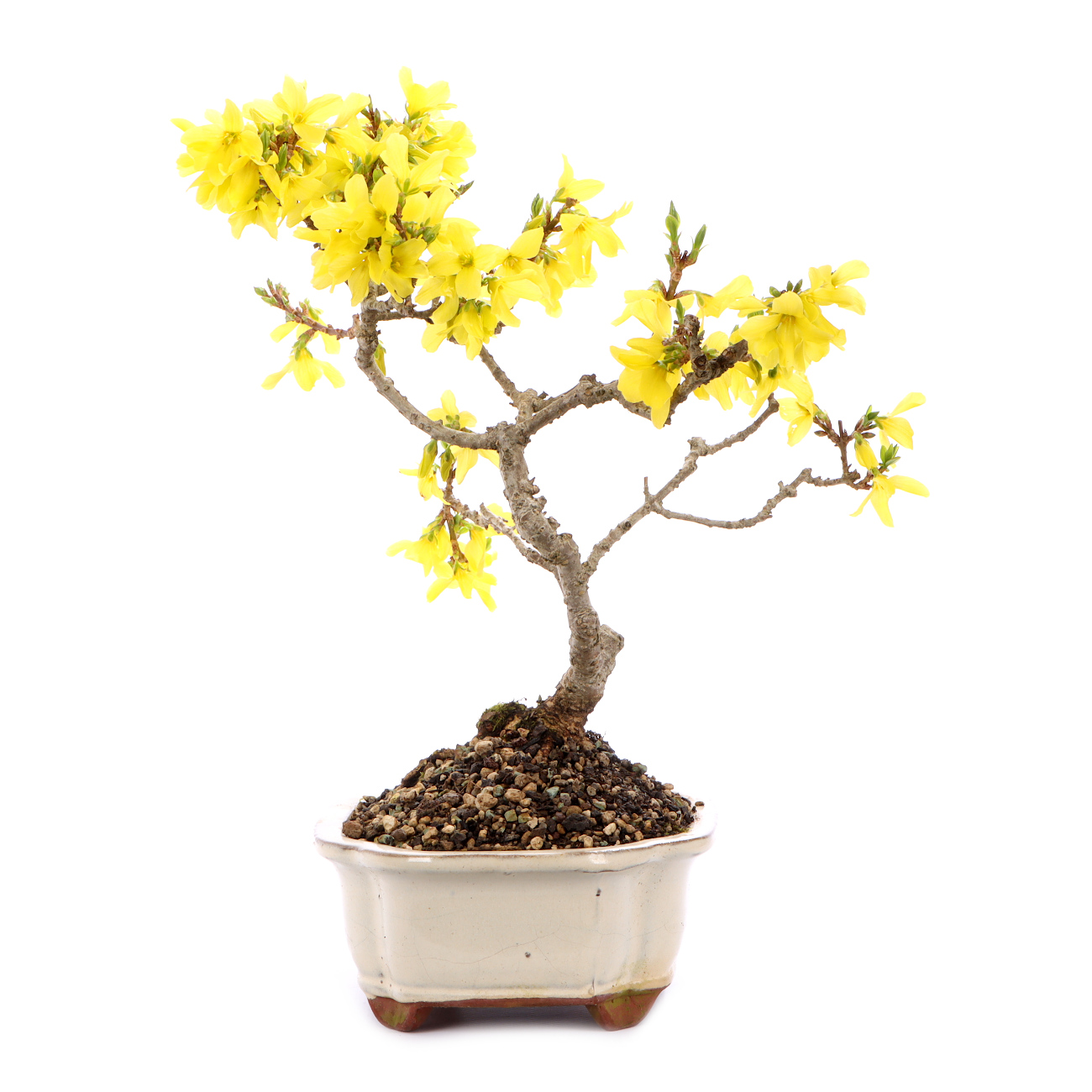 Seitenansicht rechts