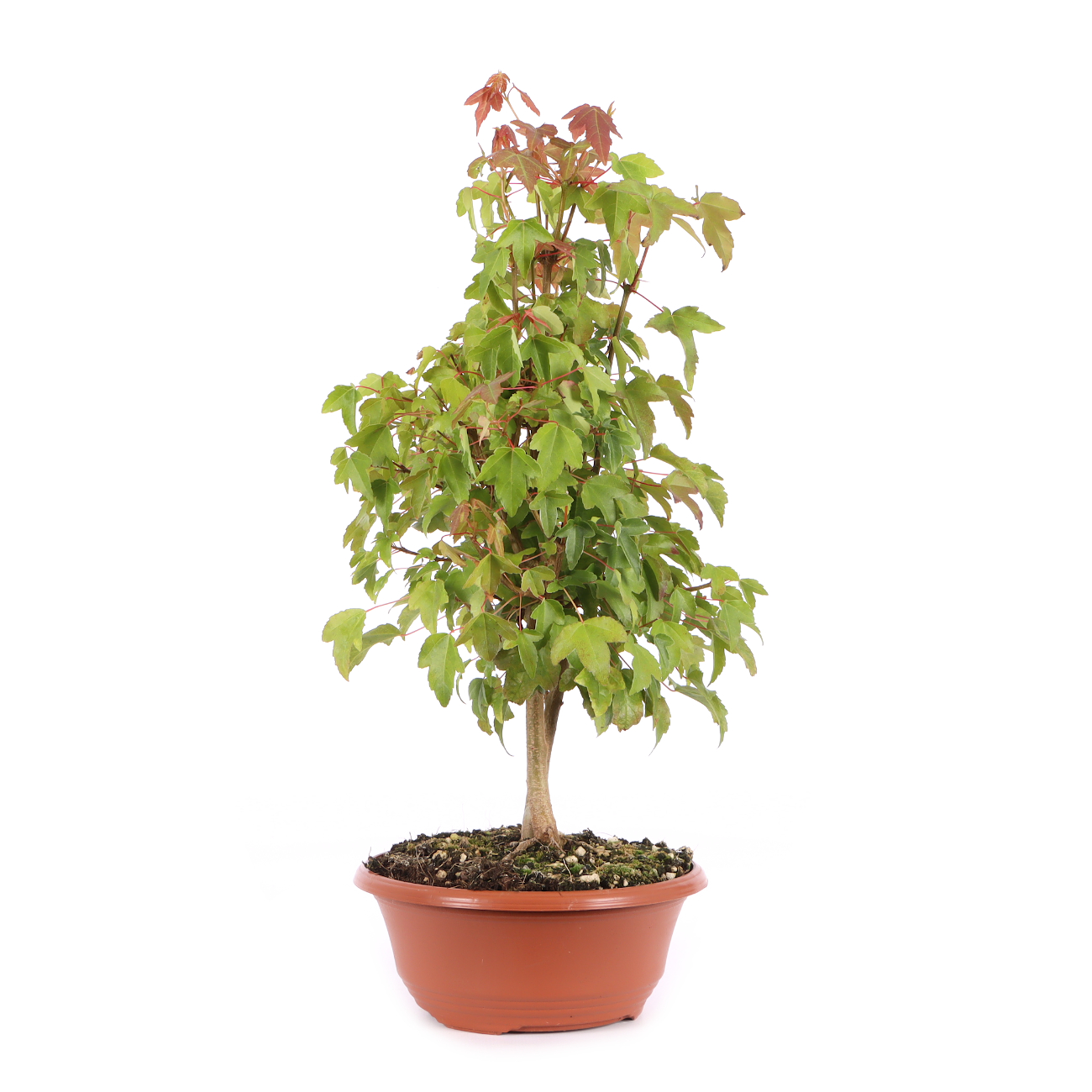Acer buergerianum