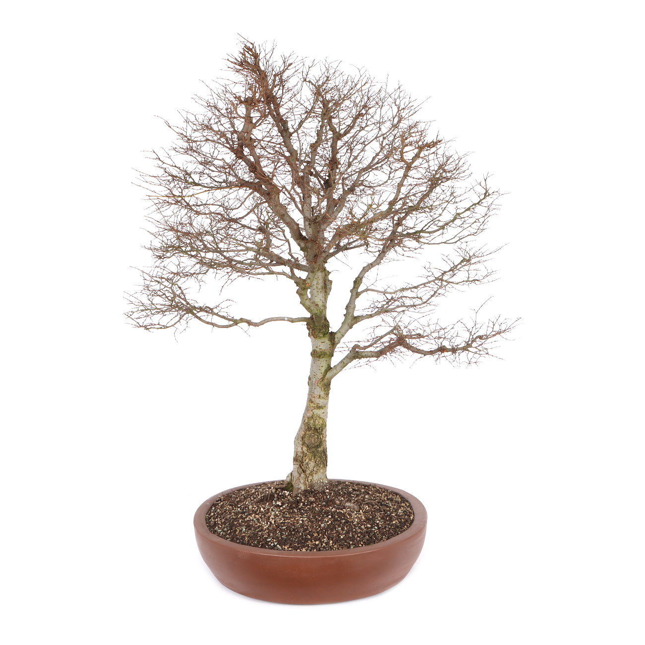 Seitenansicht rechts